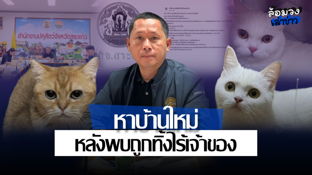 ปศุสัตว์สระแก้วประกาศขายทอดตลาด ‘แมวสก็อตติช’ จำนวน11ตัว หลังพบถูกทิ้งไร้เจ้าของ