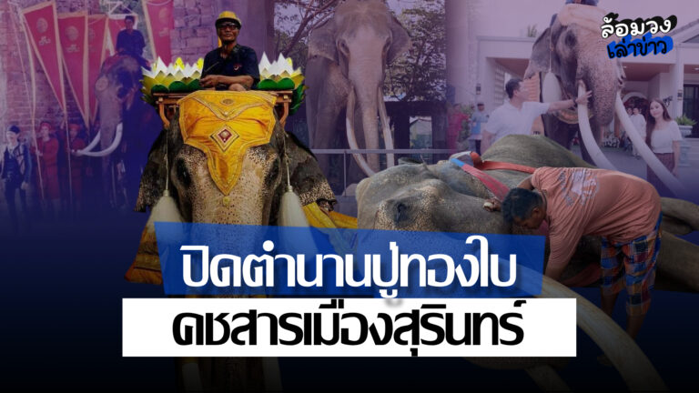 ปิดตำนาน ‘พลายทองใบ’ พญาคชสารเมืองสุรินทร์ จากไปอย่างสงบ เพจยืนยันงายังอยู่ครบ หลังมีกระแสข่าวลือ