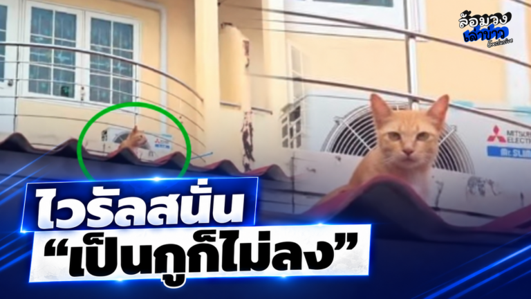 ‘สาวเปิด ChatGPT’ เรียก ‘แมว’ ติดหลังคา โครตพีค! ไวรัล4ล้านวิว ชาวเน็ตลั่น “เป็นกูก็ไม่ลง”